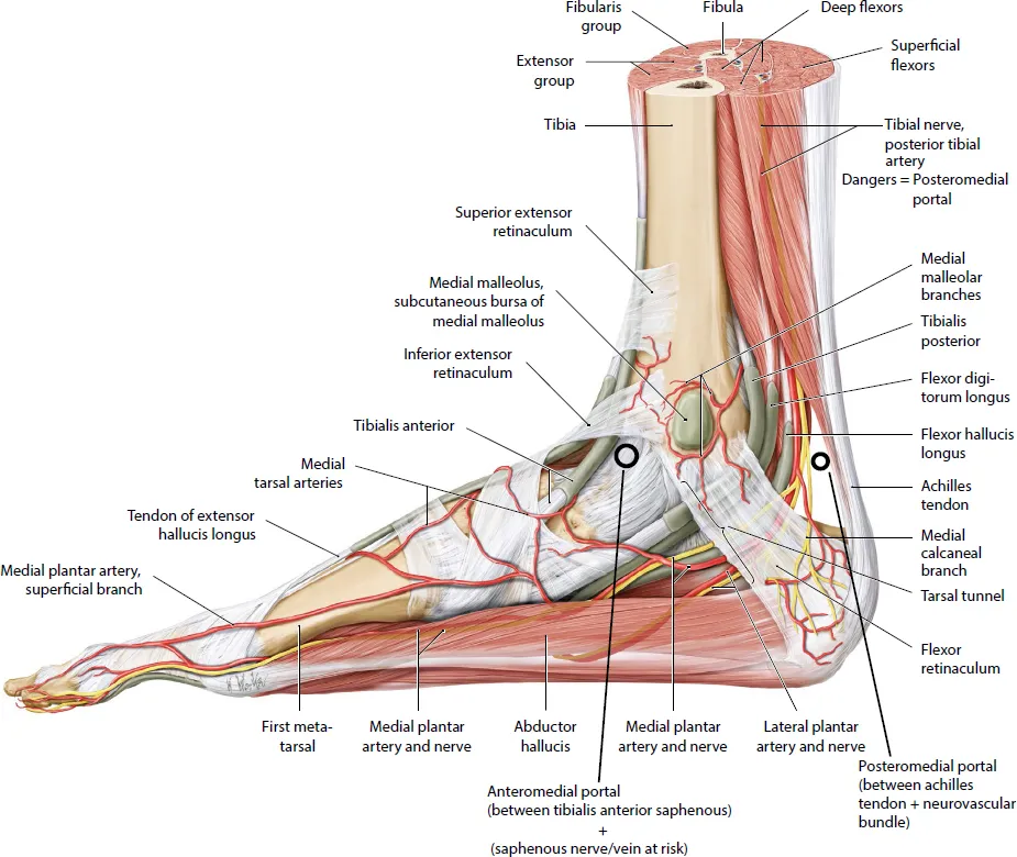ankle pain